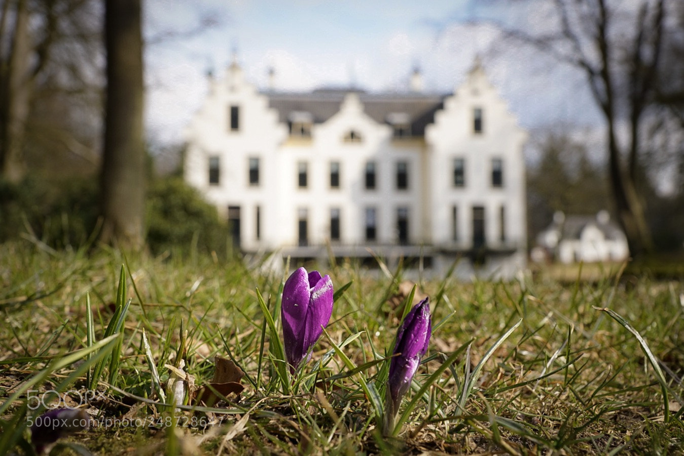 Sony ILCA-77M2 sample photo. Spring is coming photography