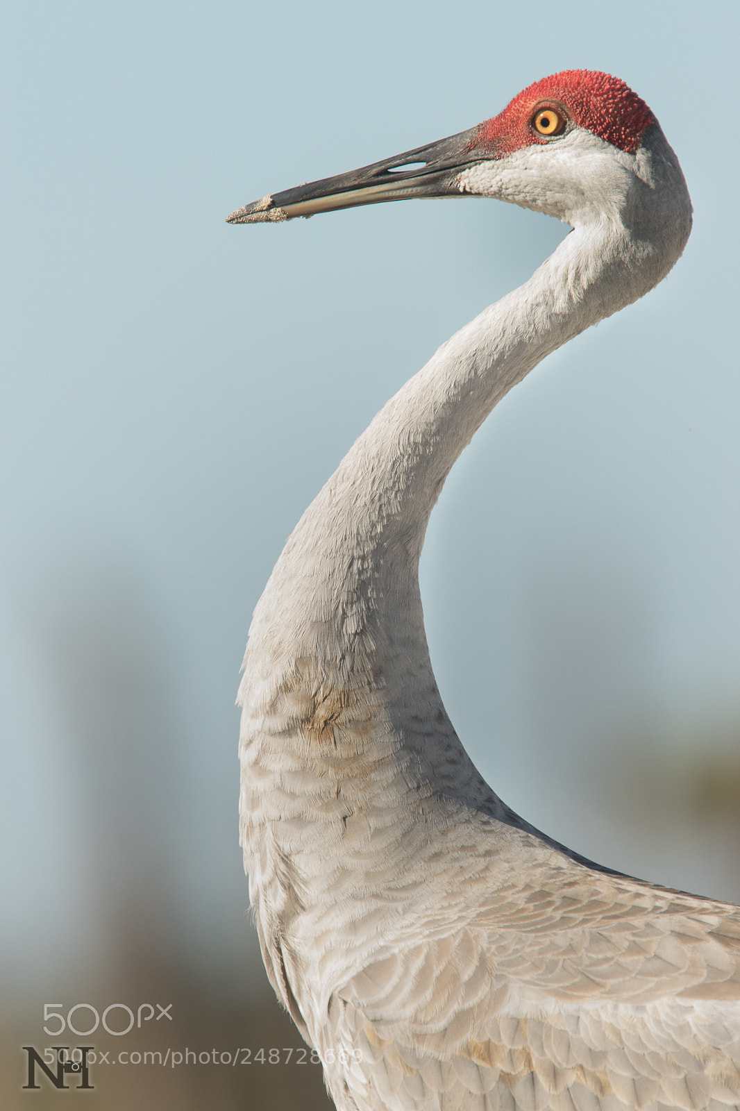 Canon EOS 7D Mark II sample photo. Sandhill crane photography