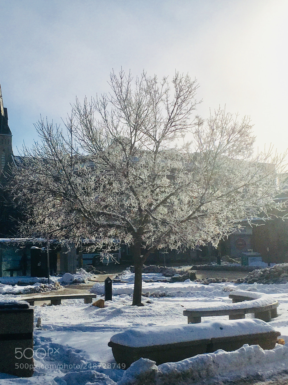 Apple iPhone SE sample photo. Hoar frost photography