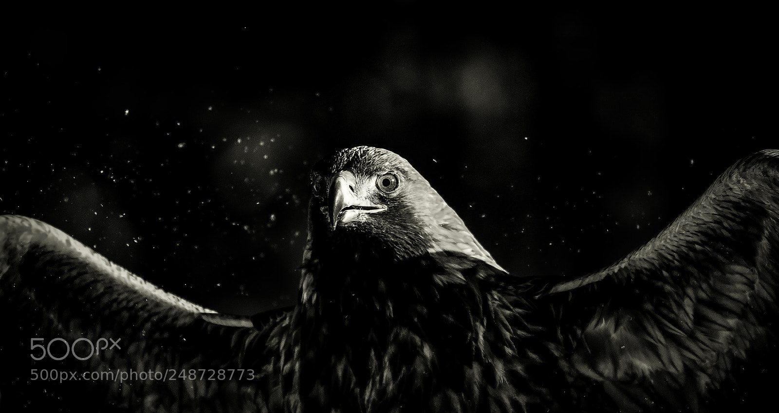 Nikon D850 sample photo. Golden eagle eye b photography