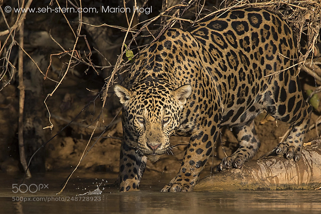 Canon EOS 7D Mark II sample photo. Jaguar photography