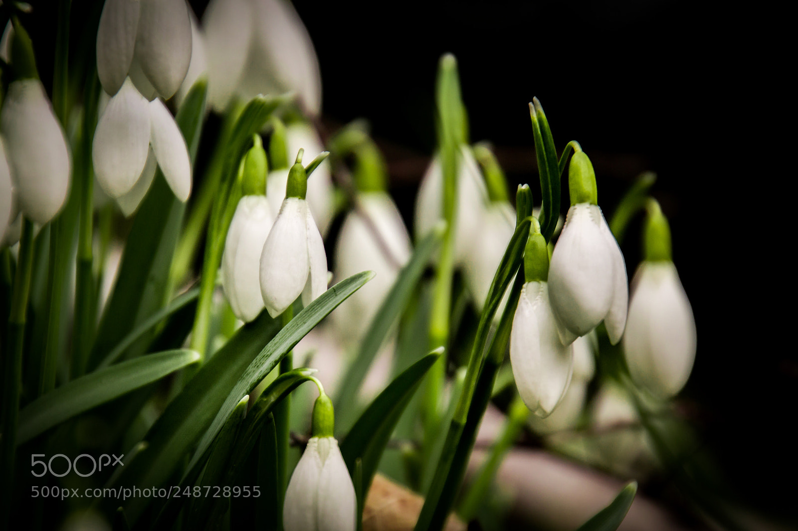 Nikon D3100 sample photo. Snowdrop photography