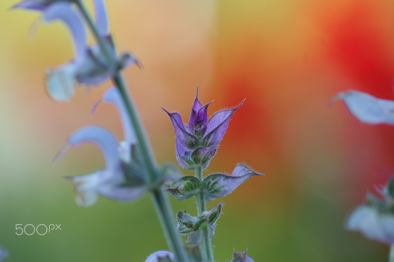 Pentax K-3 II + Pentax smc DA 55-300mm F4.0-5.8 ED sample photo. Purple salvia, orange bokeh photography