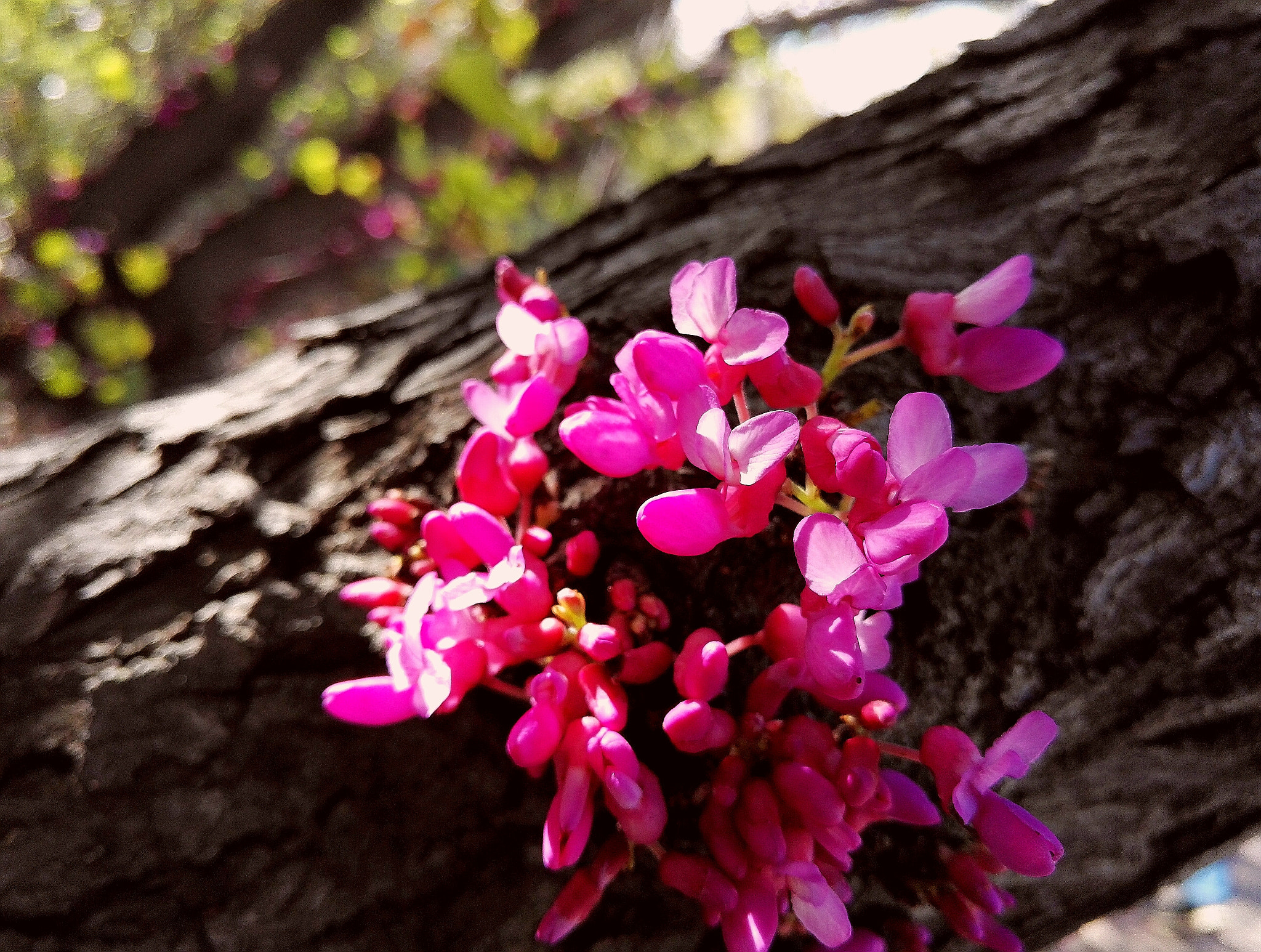 HUAWEI Honor 7 sample photo