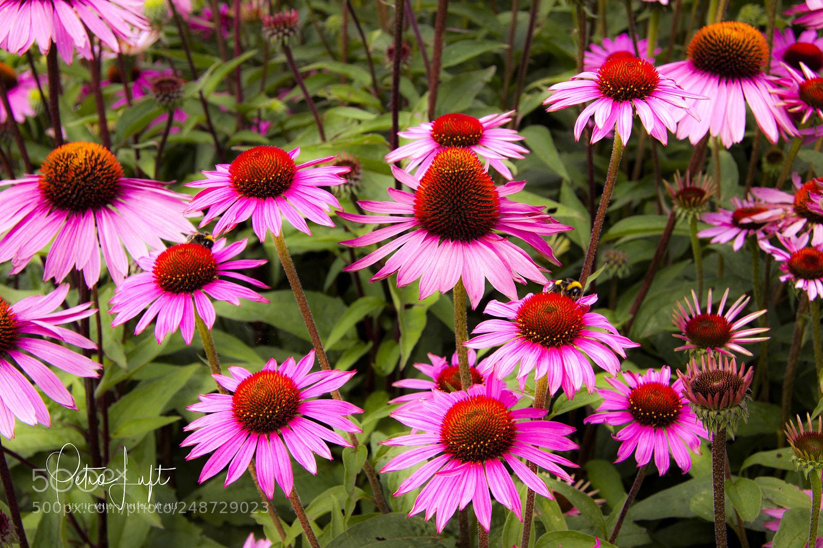 Canon EOS 50D sample photo. Field of pink flowers photography