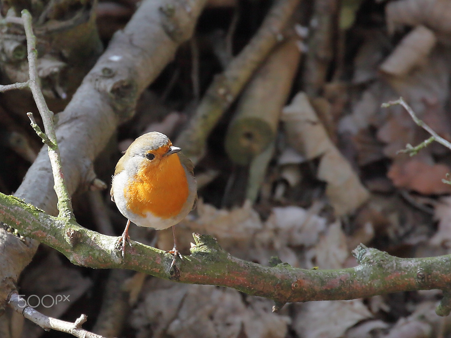 Canon EF 70-300mm F4-5.6L IS USM sample photo. Spring is coming photography