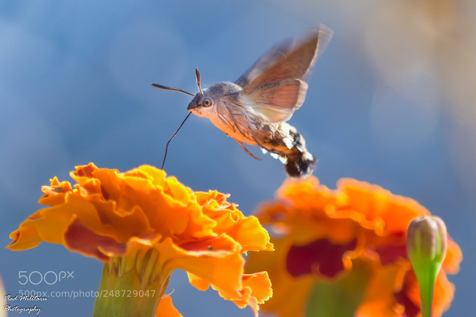 Nikon D5300 sample photo. Hummingbird moth (macroglossum stellatarum) photography