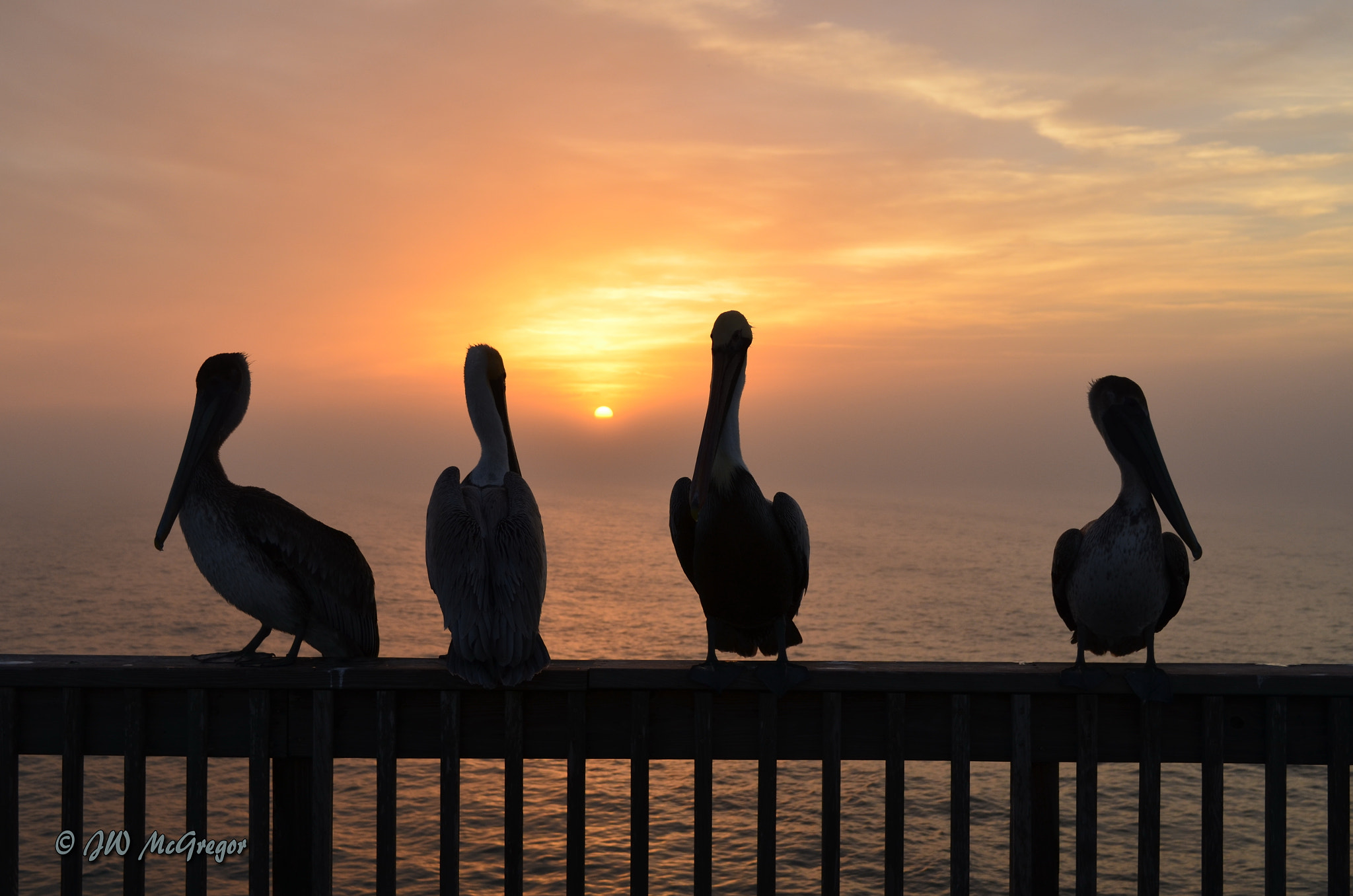 Nikon D5100 sample photo. Pelican sunset photography
