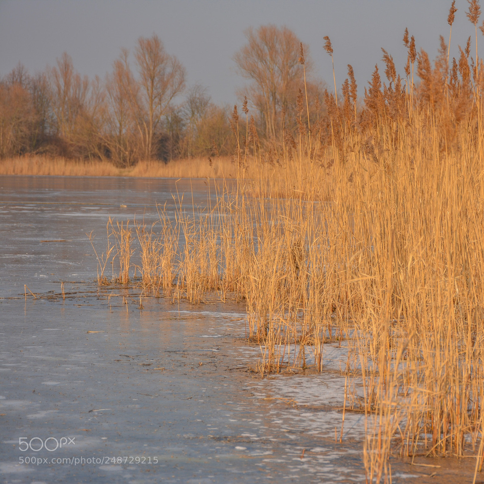 Nikon D5200 sample photo. Winter ohne schnee photography