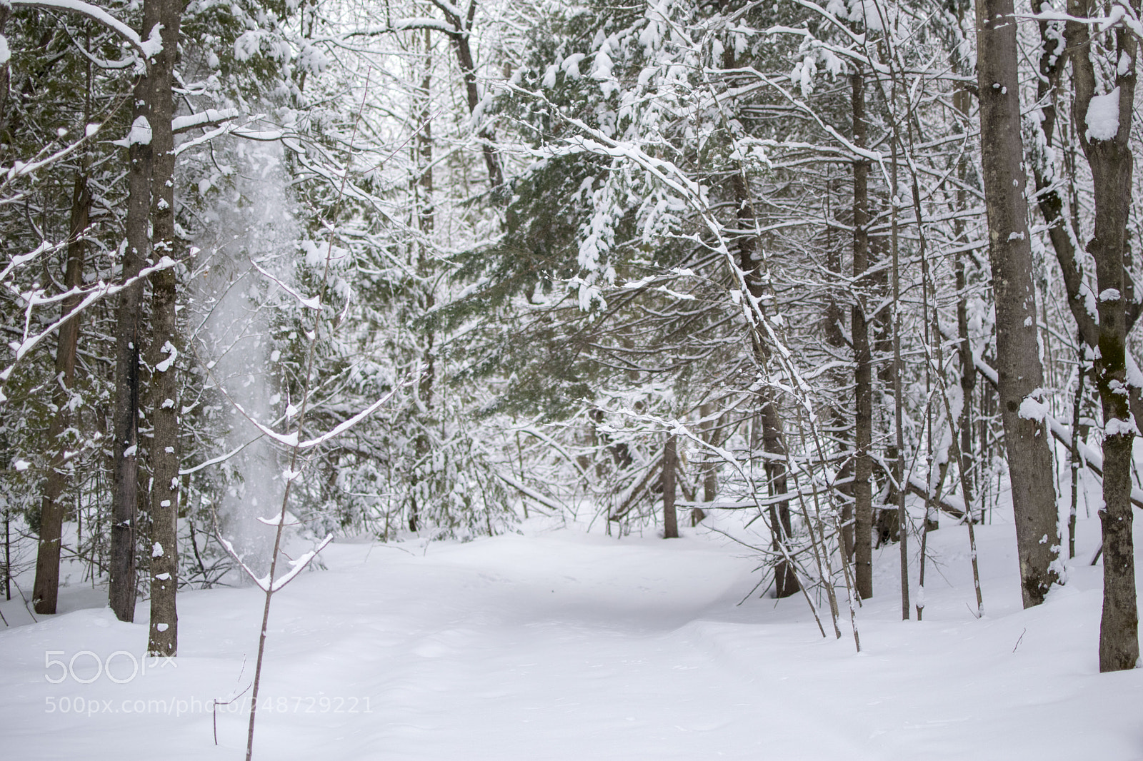 Nikon D3300 sample photo. Winter 2 photography