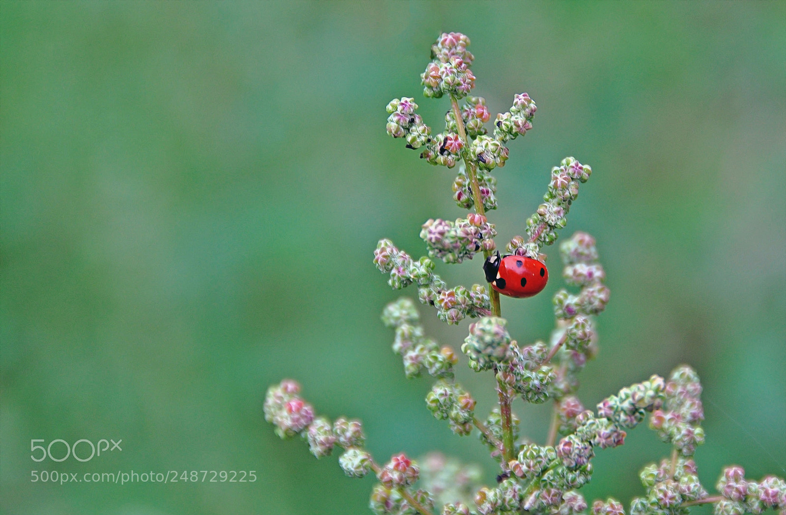 Nikon D90 sample photo. Red point :) photography