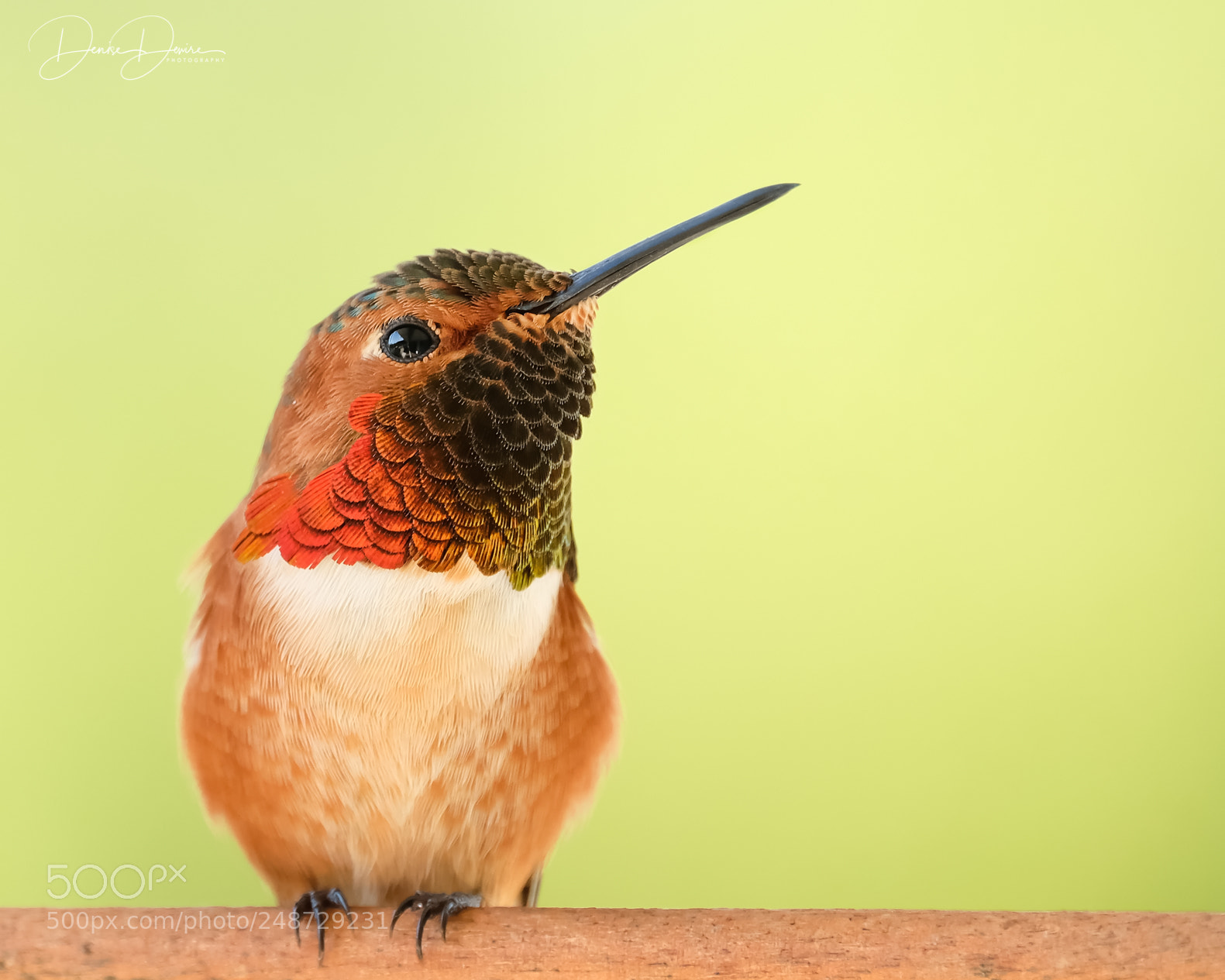 Fujifilm X-T2 sample photo. Allen's hummingbird photography