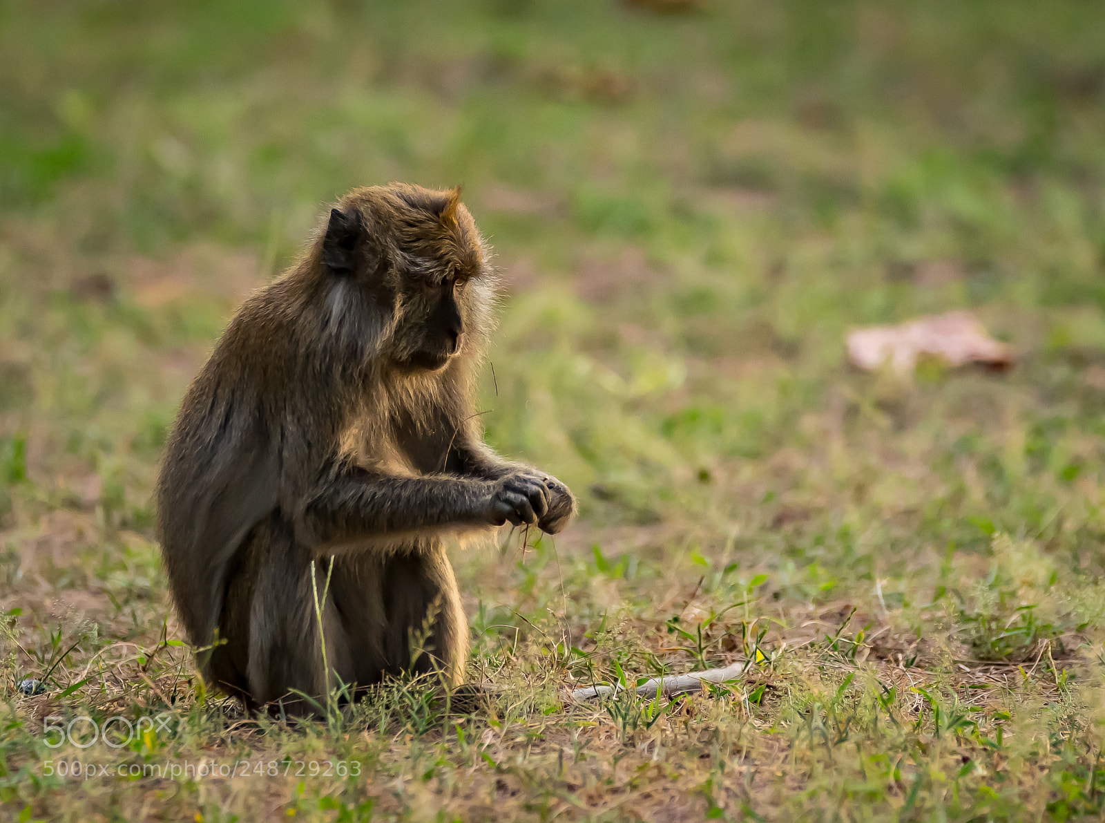 Nikon D5300 sample photo. Monkeys of tarutao1 photography