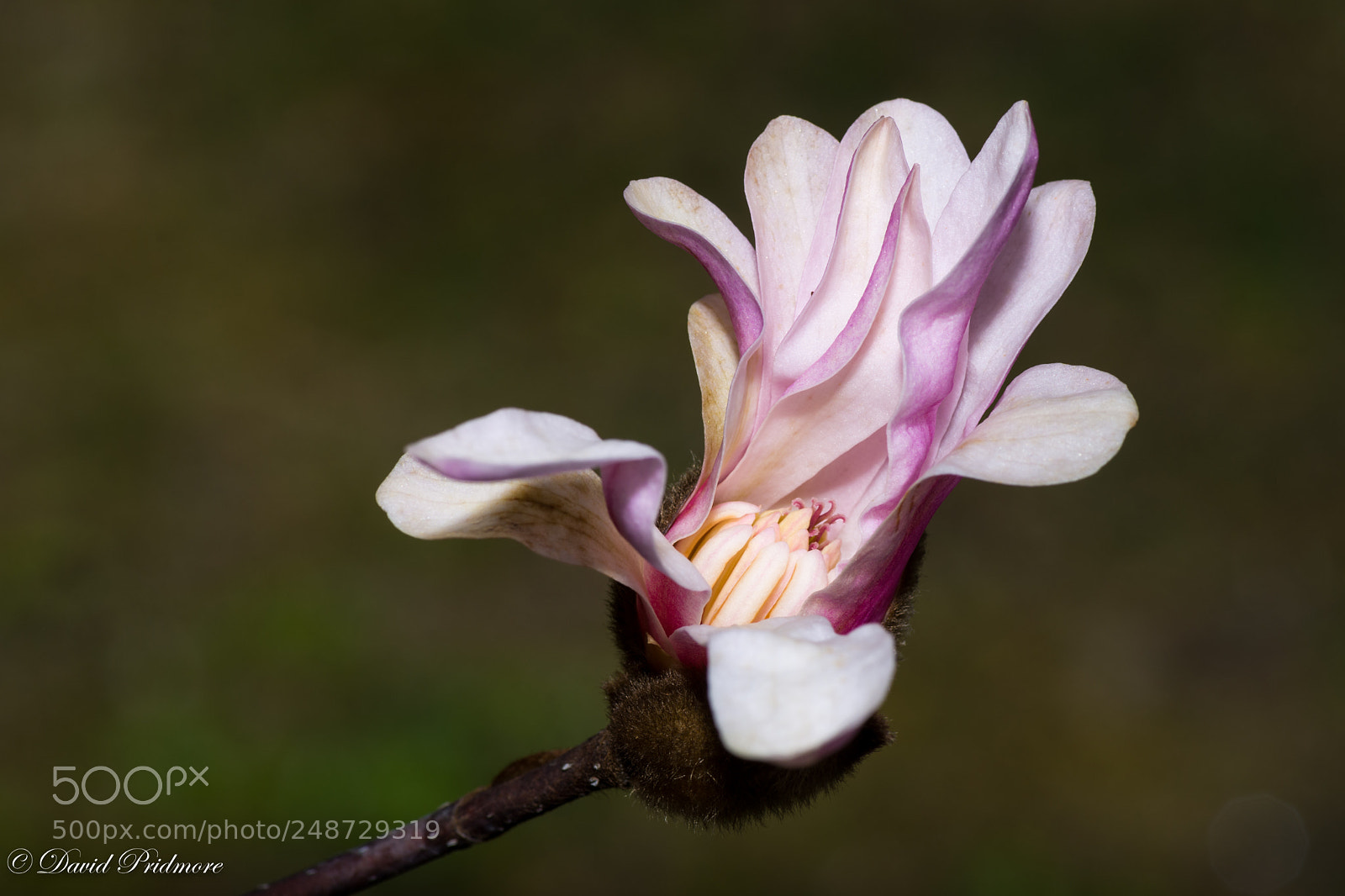 Nikon D7200 sample photo. Magnolia photography