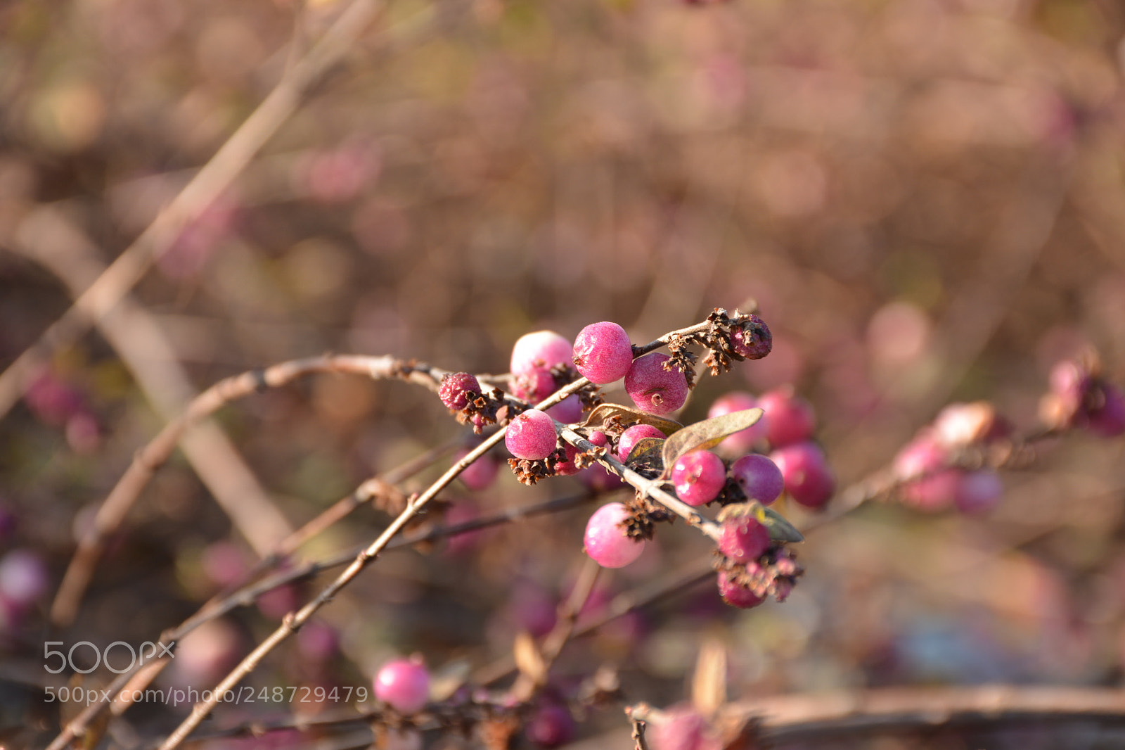 Nikon D5200 sample photo. Schneebeeren photography