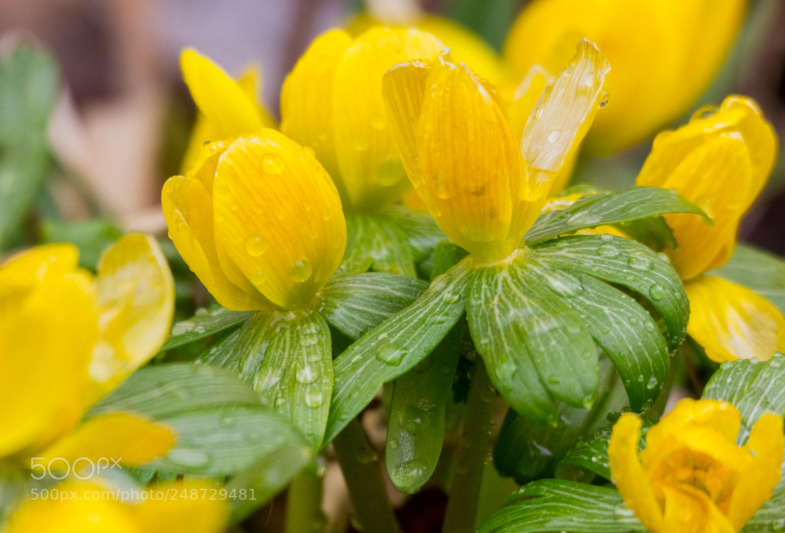 Canon EOS 60D sample photo. First sign of spring photography