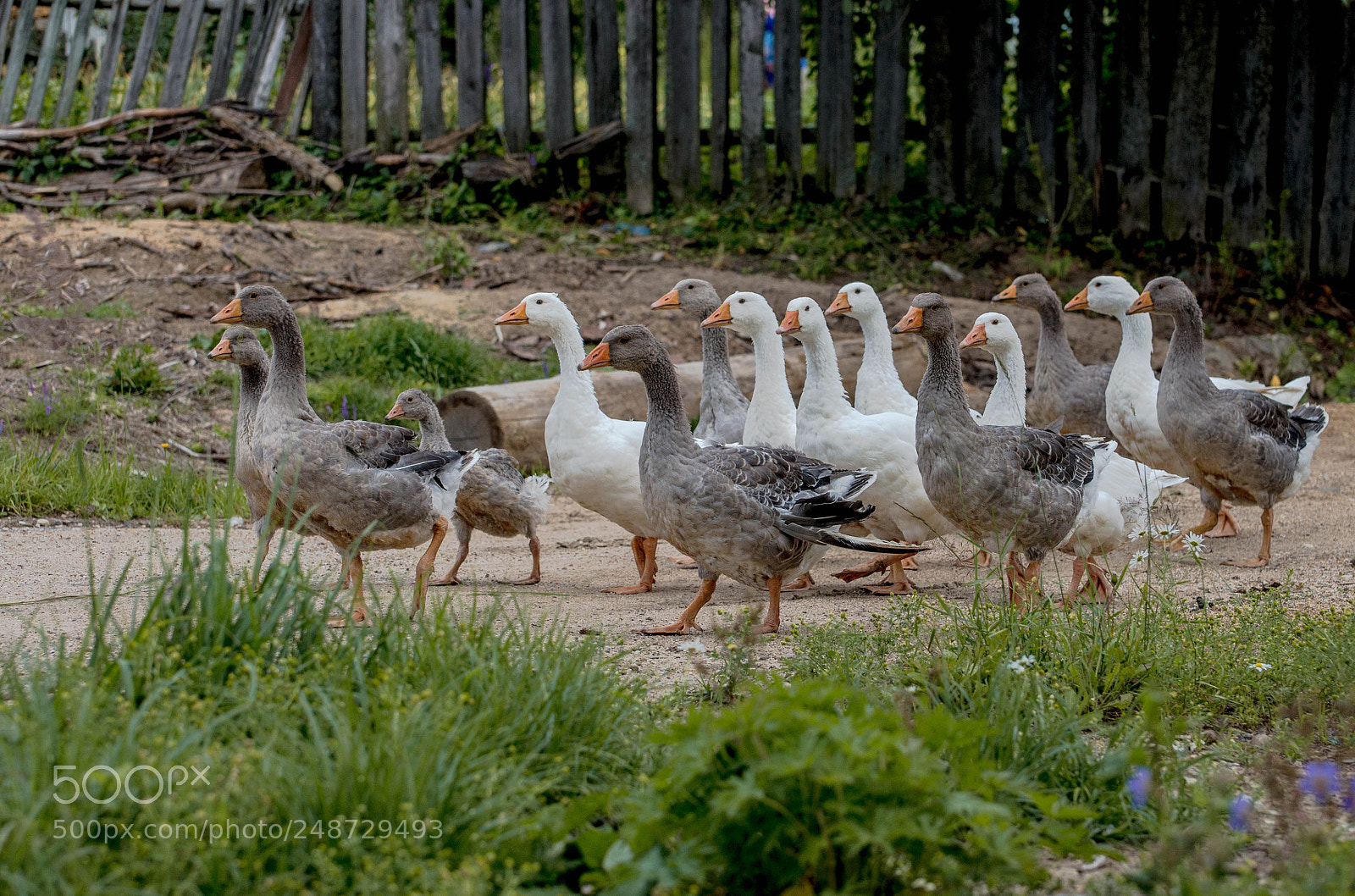 Nikon D610 sample photo. The gang photography