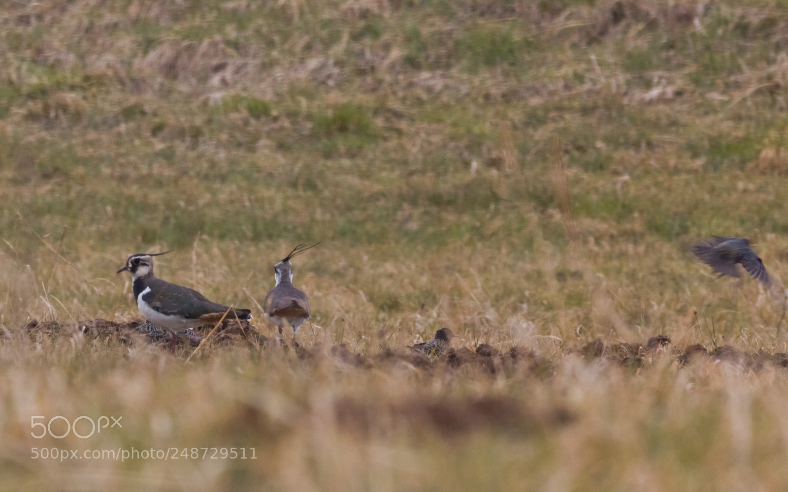 Canon EOS 60D sample photo. Plovers,they are waiting to photography