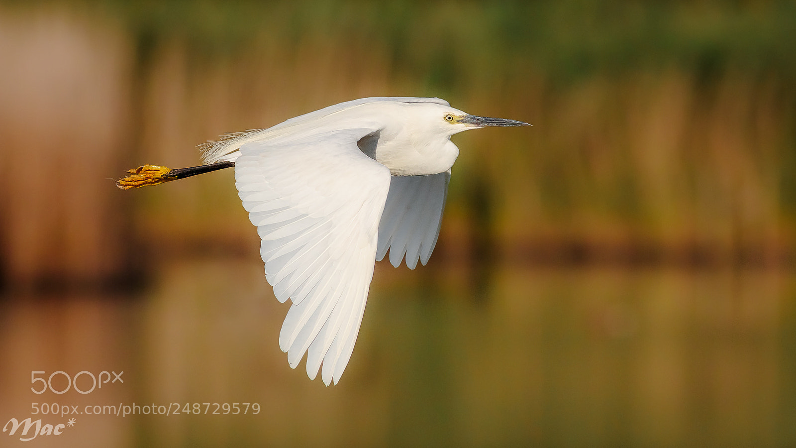 Canon EOS 7D Mark II sample photo. Little egret in flight photography