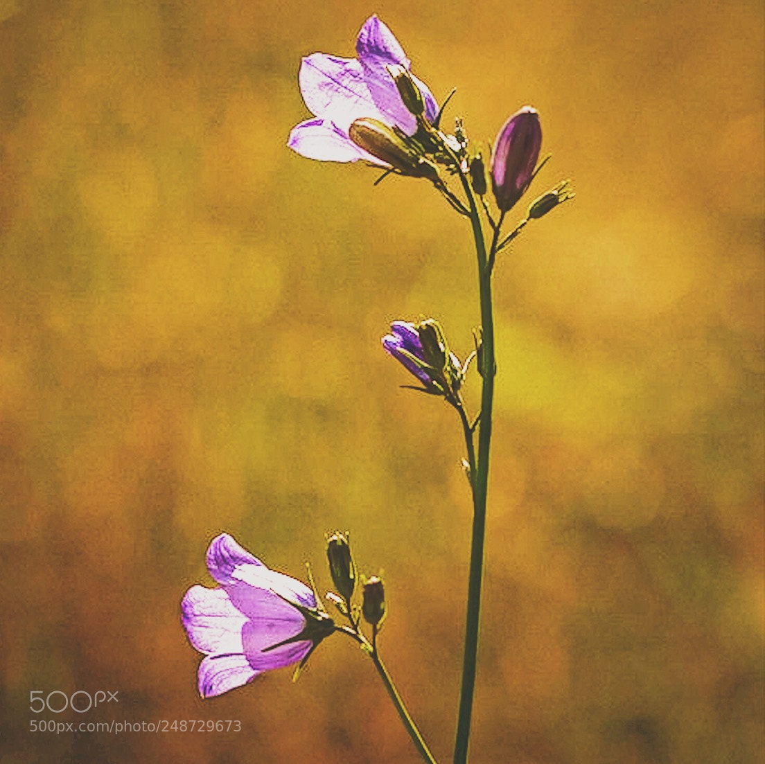 Sony a7R sample photo. Blue bells photography