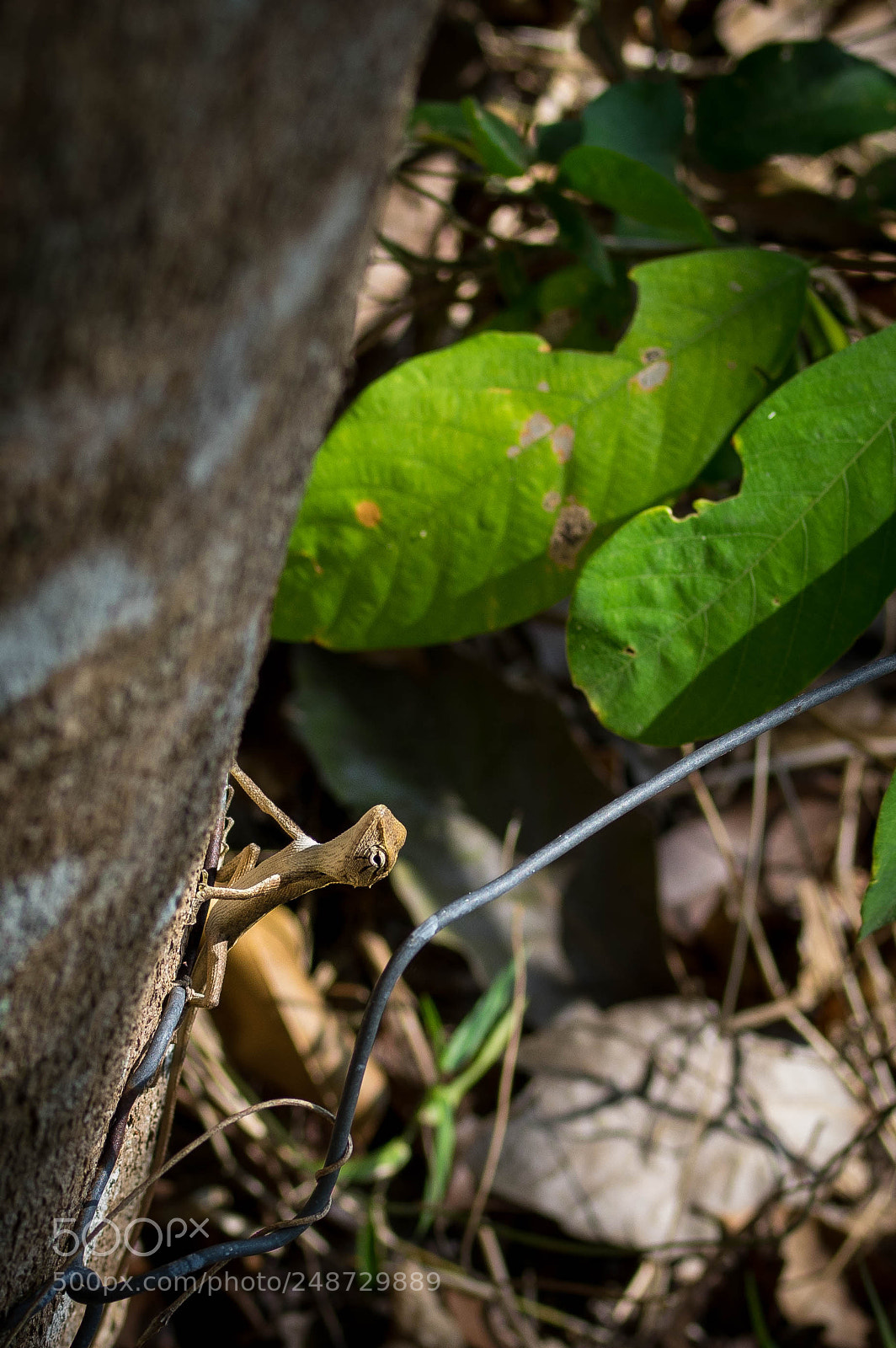 Pentax K-3 sample photo. Rayong - little dragon photography