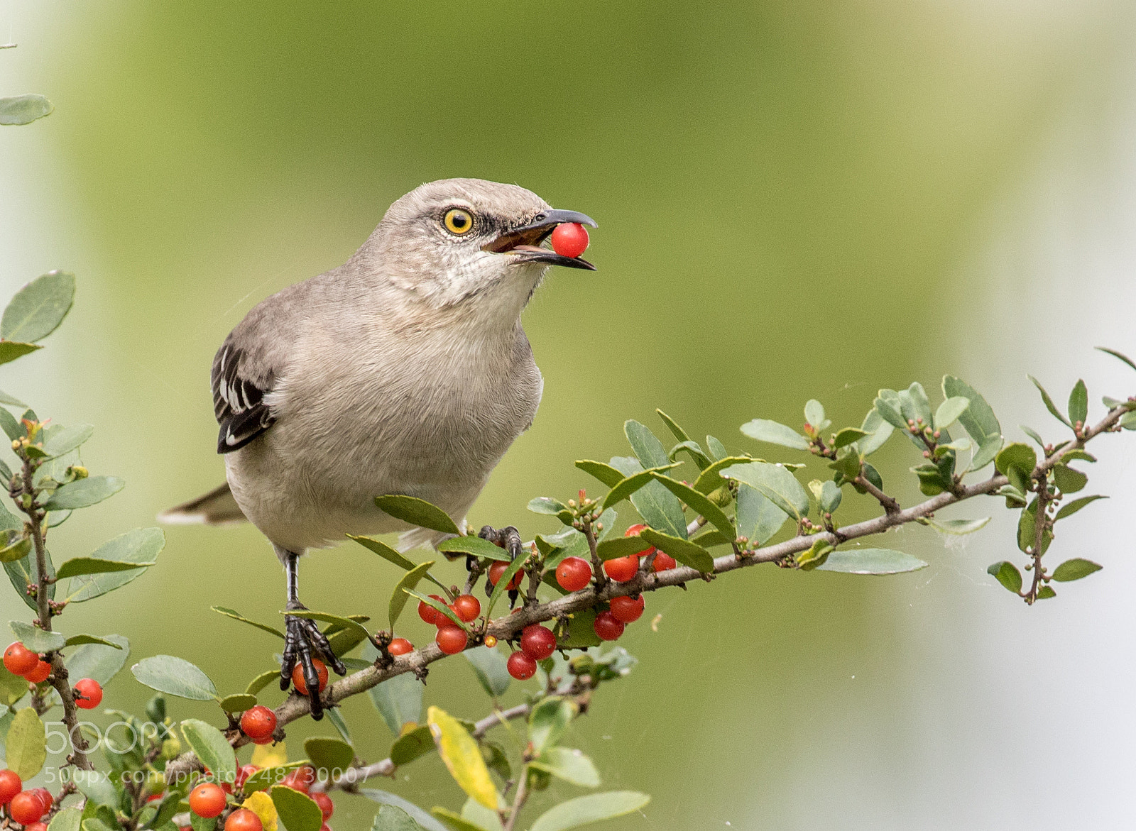 Canon EOS 7D Mark II sample photo. Mockingbird with berry photography