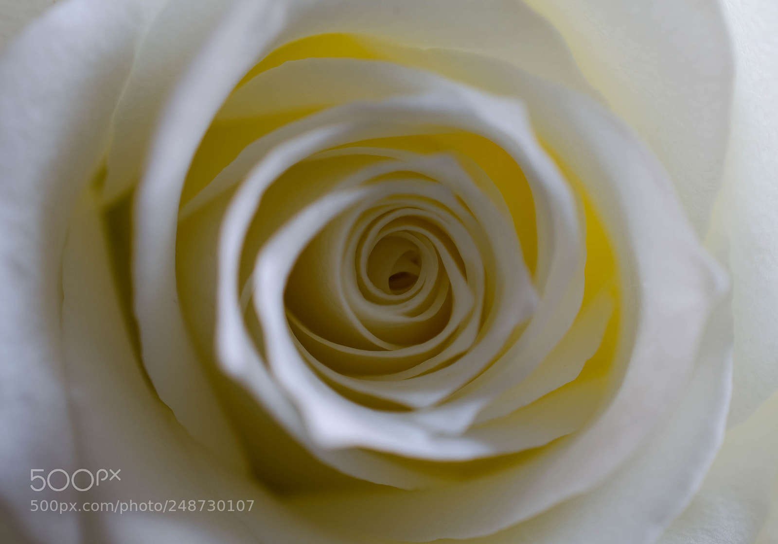 Nikon D5100 sample photo. Rosenblüte photography