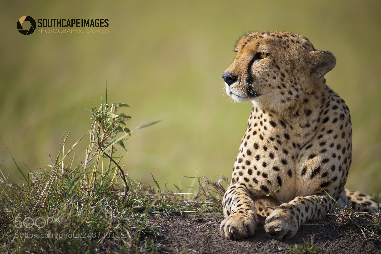 Canon EOS-1D X sample photo. A mara cheetah photography