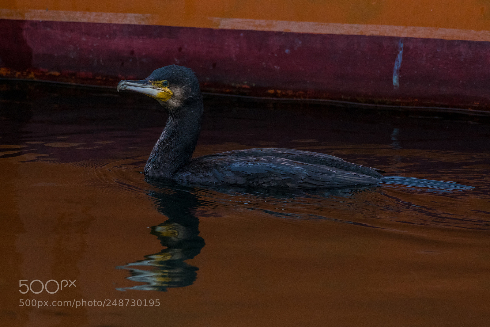 Nikon D500 sample photo. Great cormorant photography