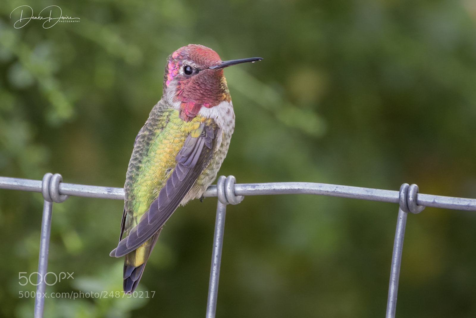 Canon EOS 7D Mark II sample photo. Red face photography