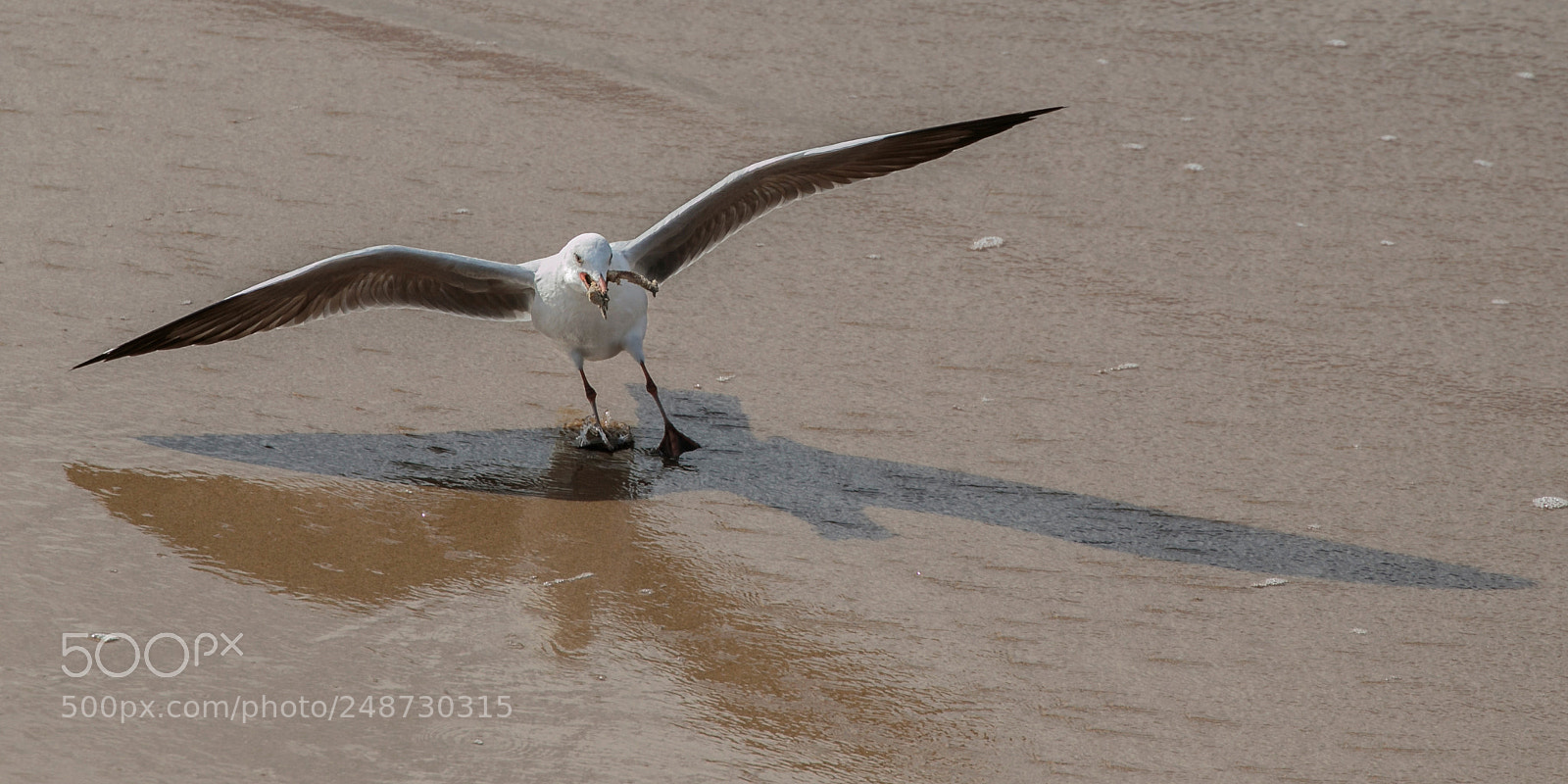 Canon EOS 7D Mark II sample photo. Landing nelson photography