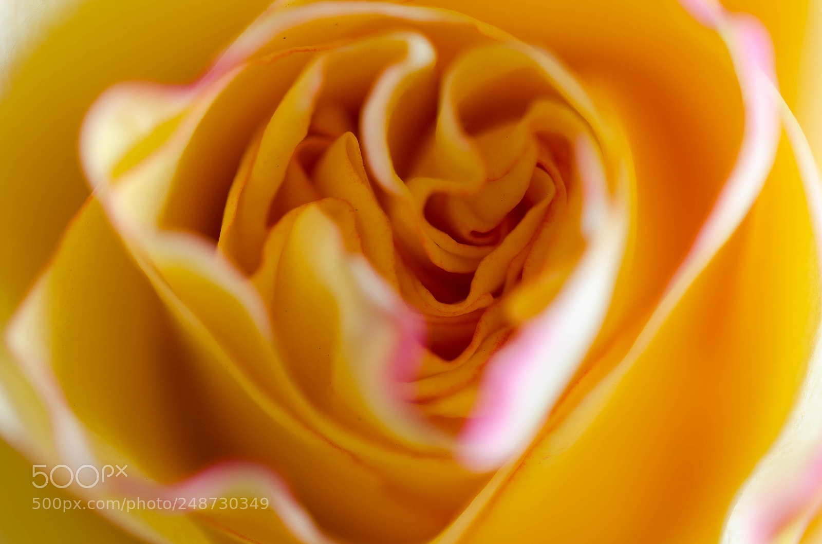 Nikon D5100 sample photo. Rosenblüte photography