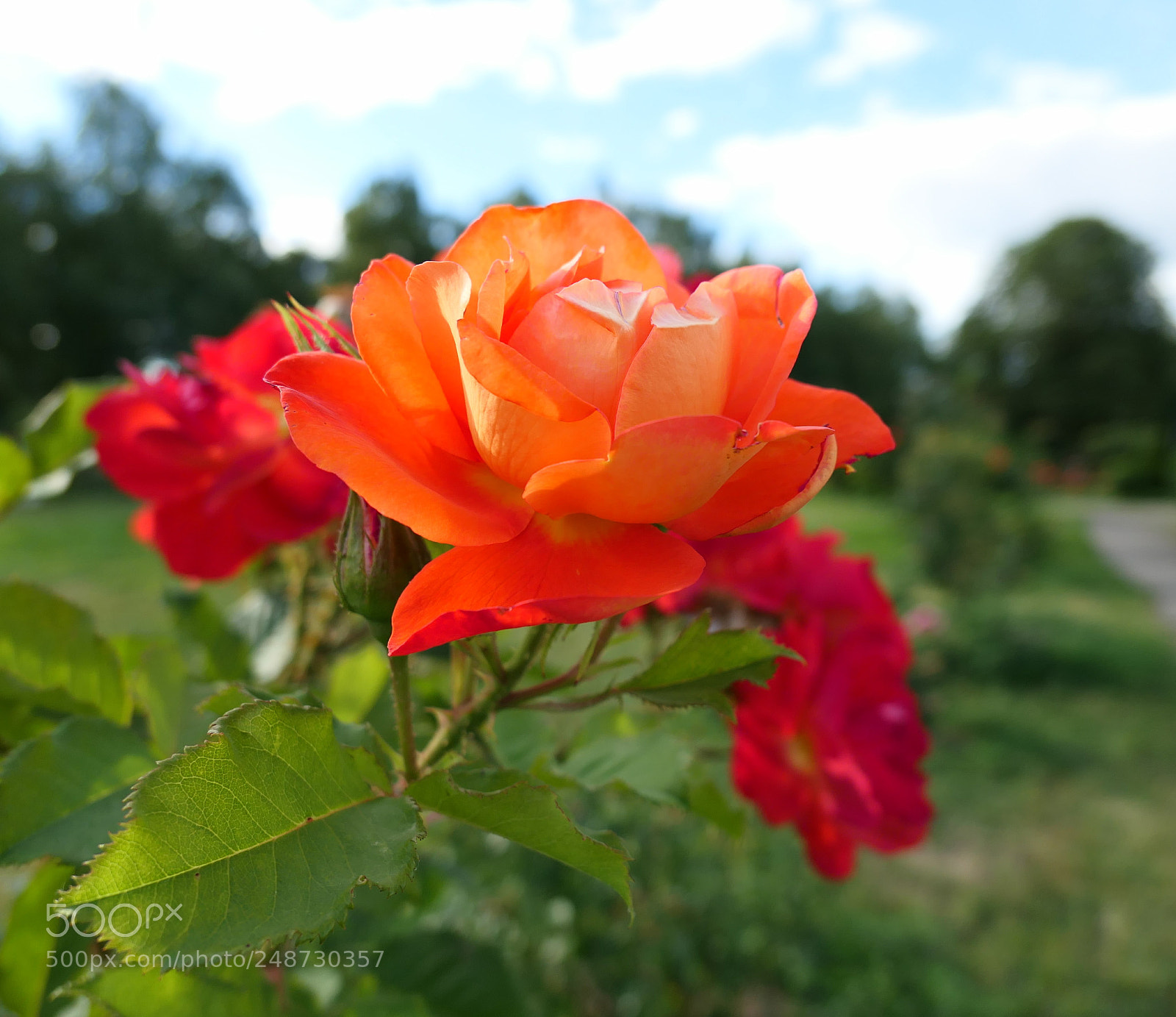 Panasonic Lumix DMC-LX10 (Lumix DMC-LX15) sample photo. Rose of the red-orange photography