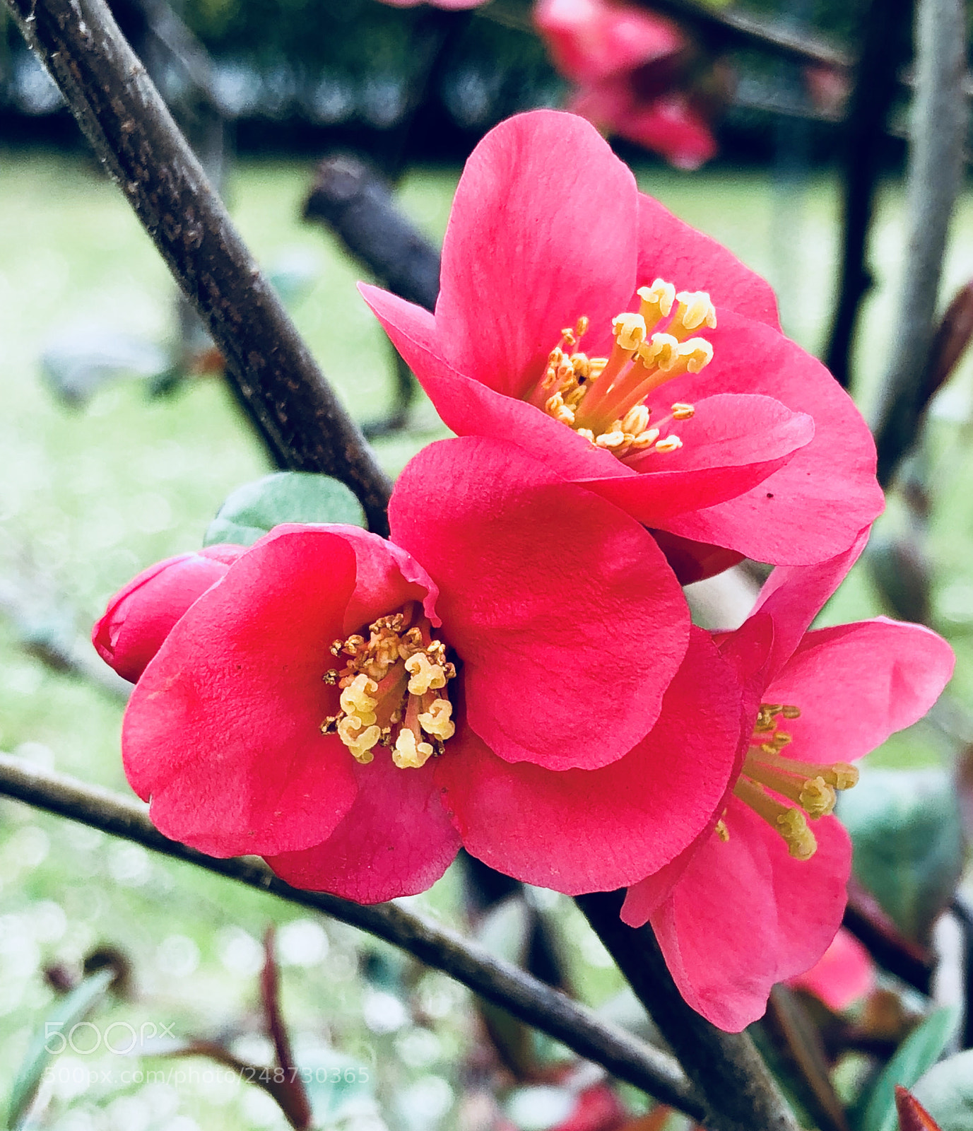 Apple iPhone 8 sample photo. Pommier du japon photography