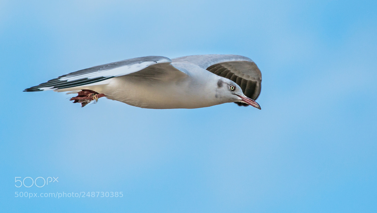 Canon EOS 7D Mark II sample photo. Flying nelson photography