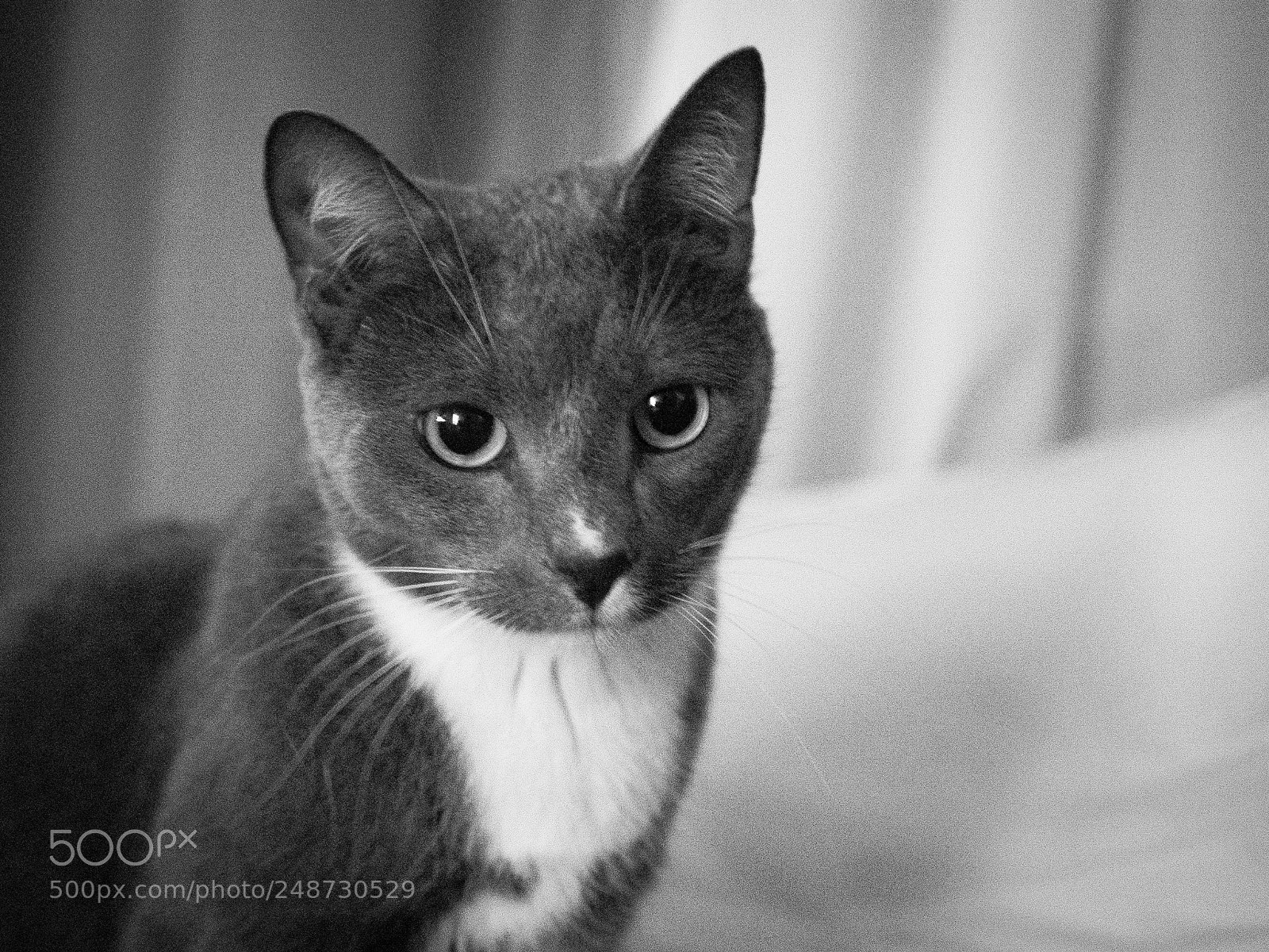 Olympus OM-D E-M10 II sample photo. Sulo the cat trying photography