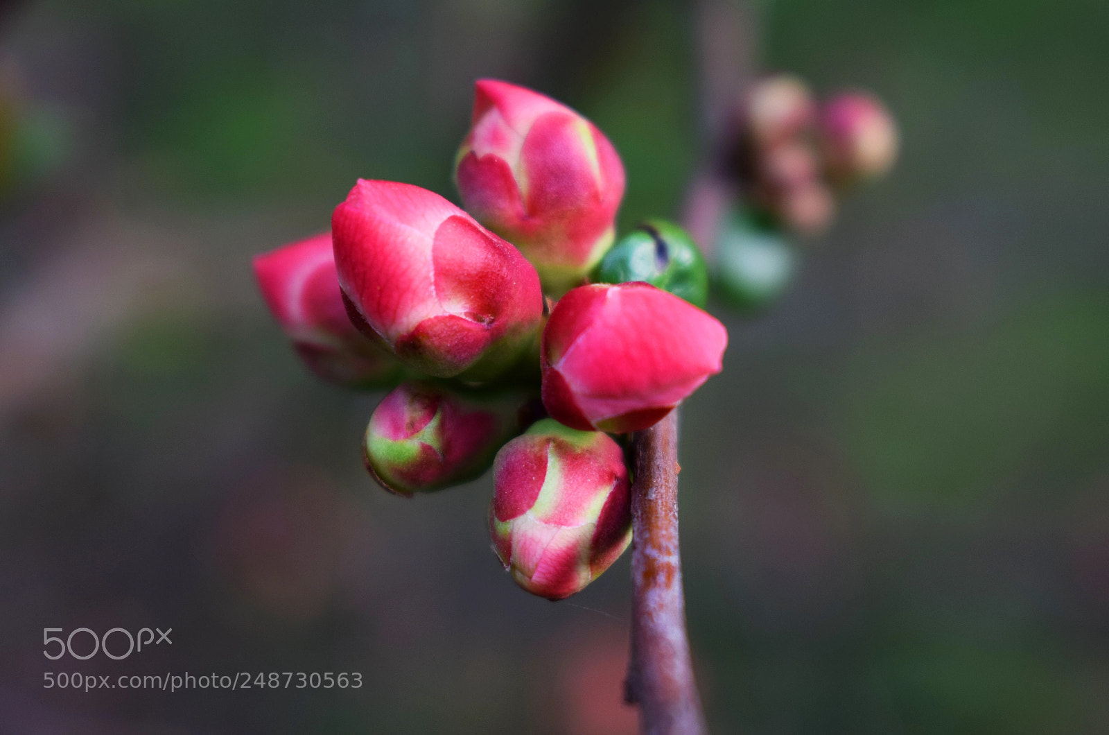 Nikon D5300 sample photo. Freshness photography