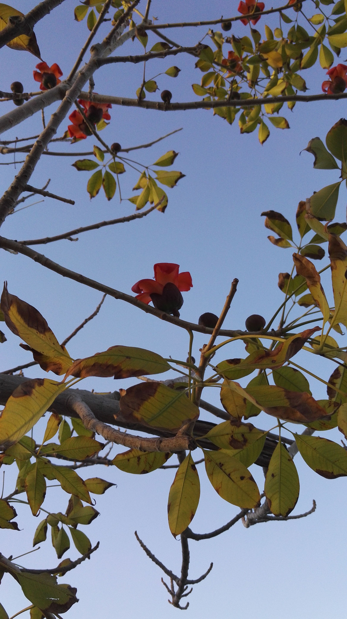 HUAWEI Honor 7 sample photo