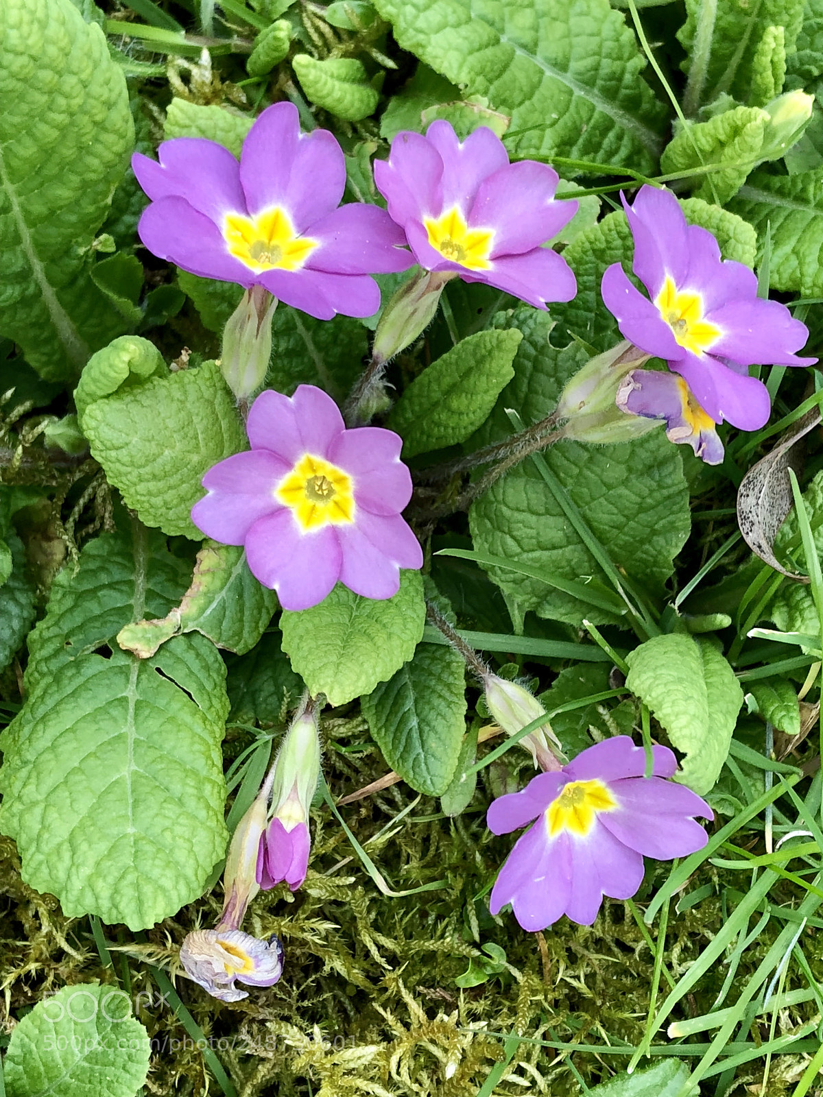 Apple iPhone 8 sample photo. Primevères photography