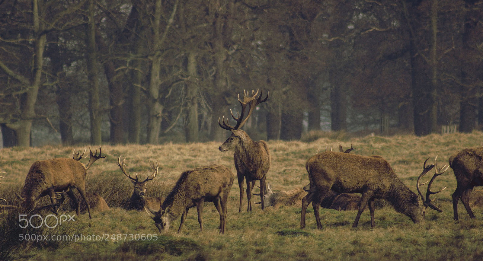 Canon EOS 100D (EOS Rebel SL1 / EOS Kiss X7) sample photo. Deer photography
