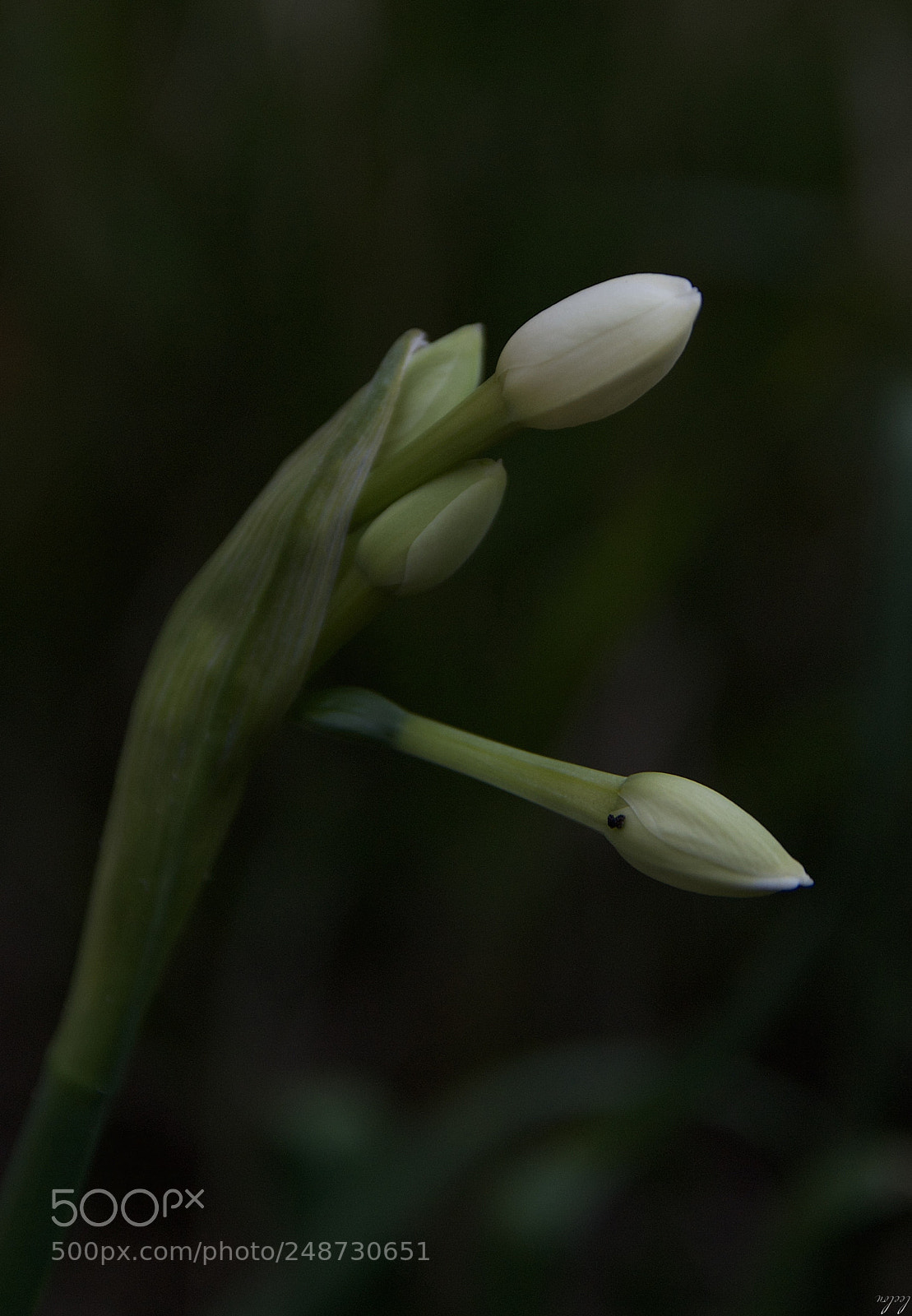 Nikon D3100 sample photo. Blooming...⭐️ photography