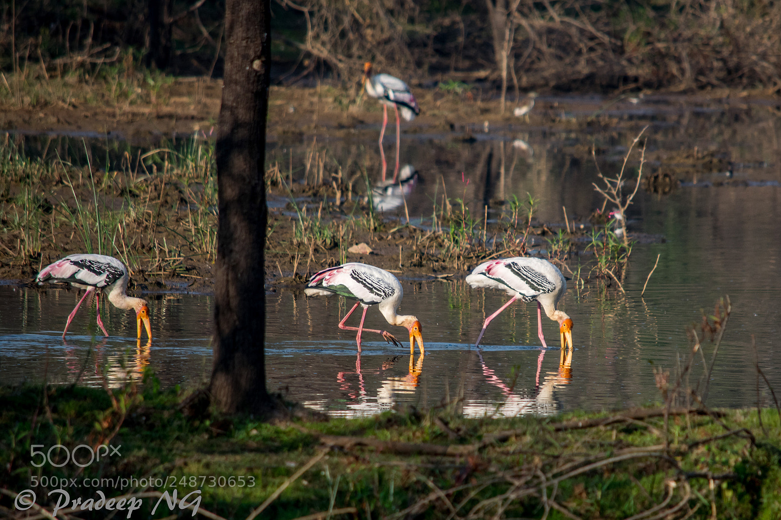 Nikon D3300 sample photo. Painted stork photography