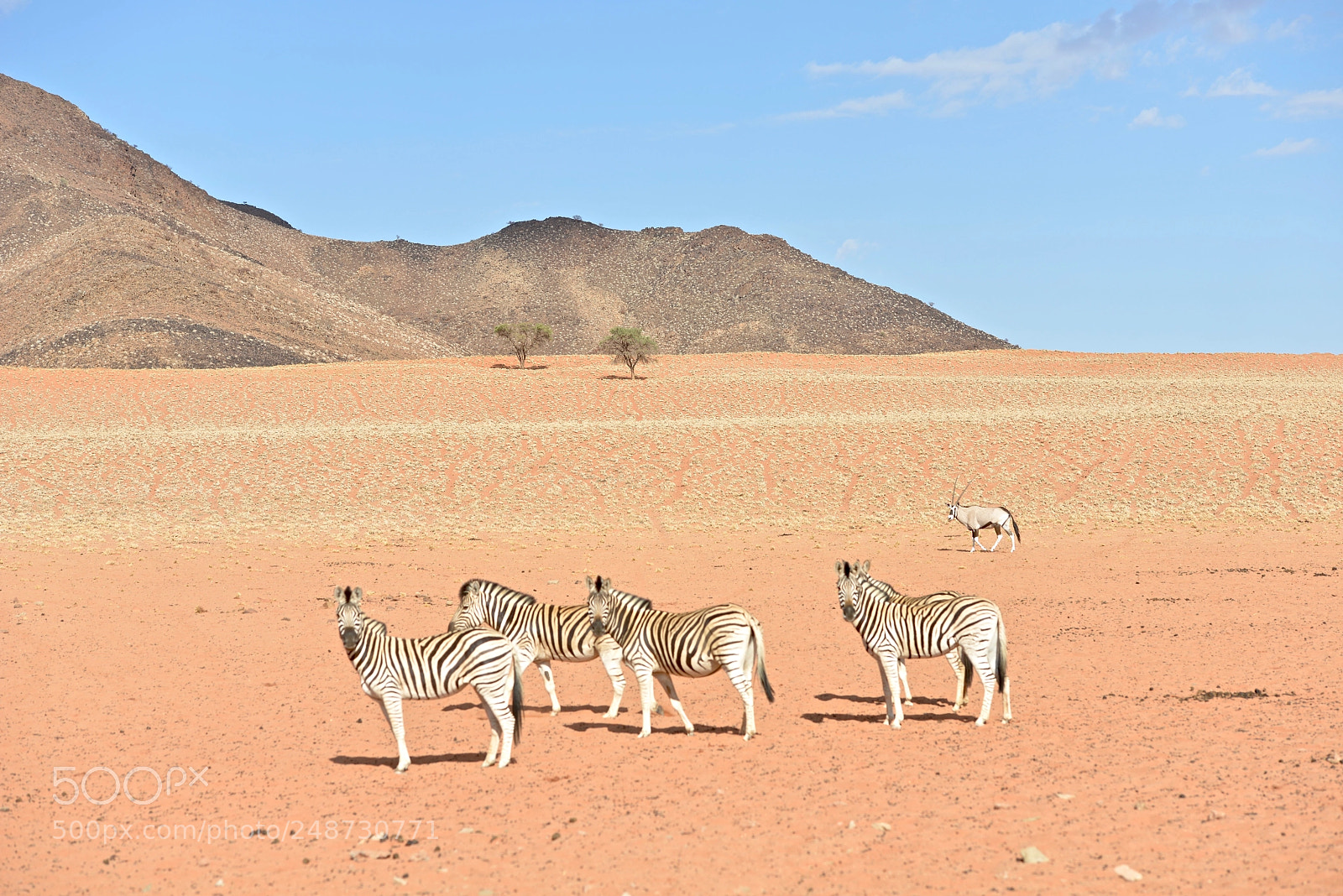 Nikon D800 sample photo. Zebra photography