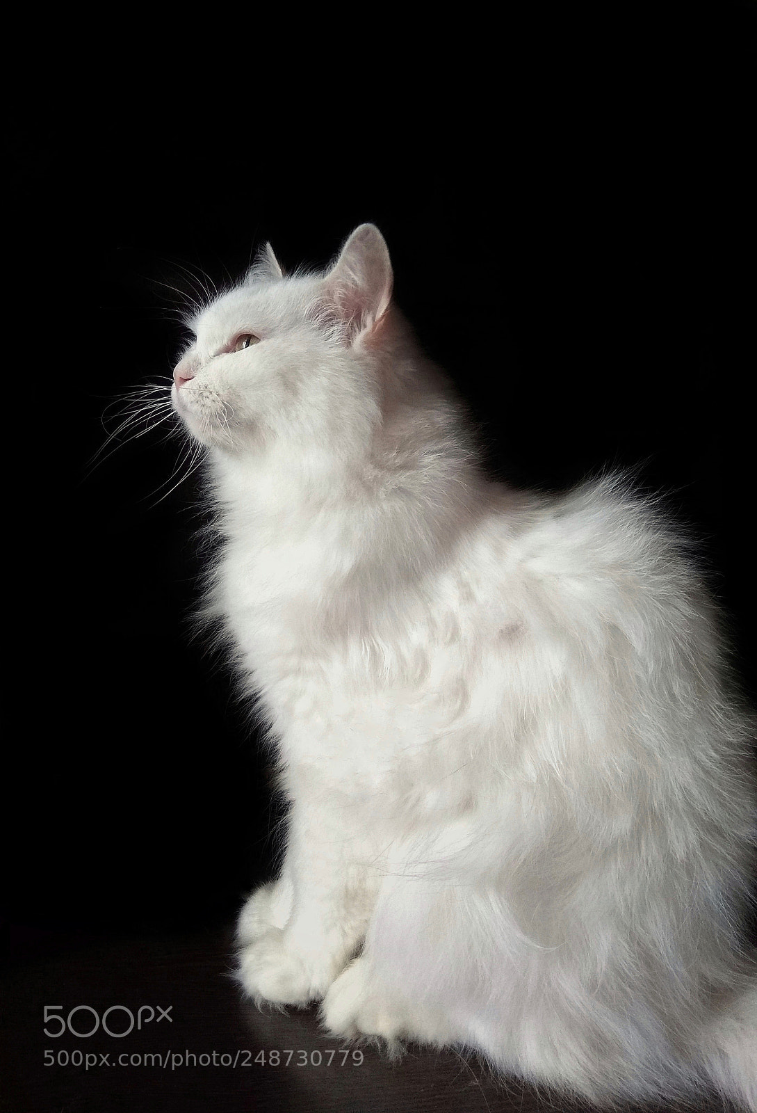 Xiaomi Redmi Note 4 sample photo. White cat photography