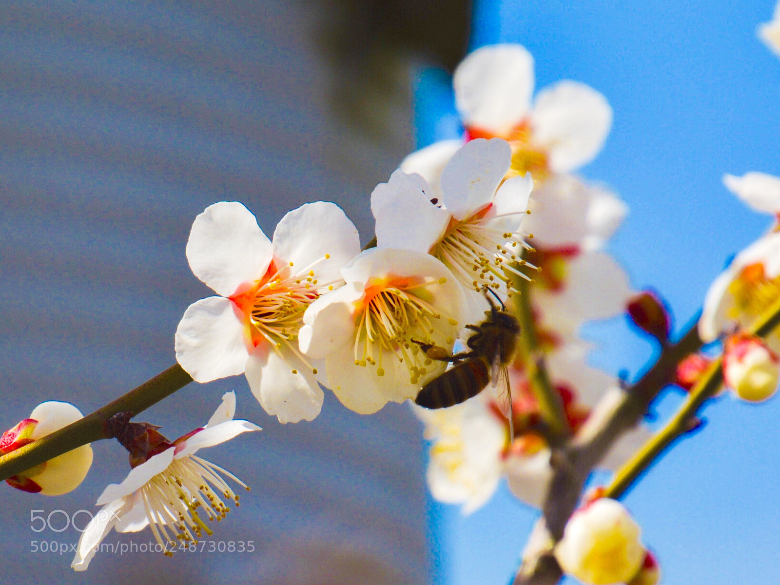 Nikon D7100 sample photo. White japanese apricot blossoms photography