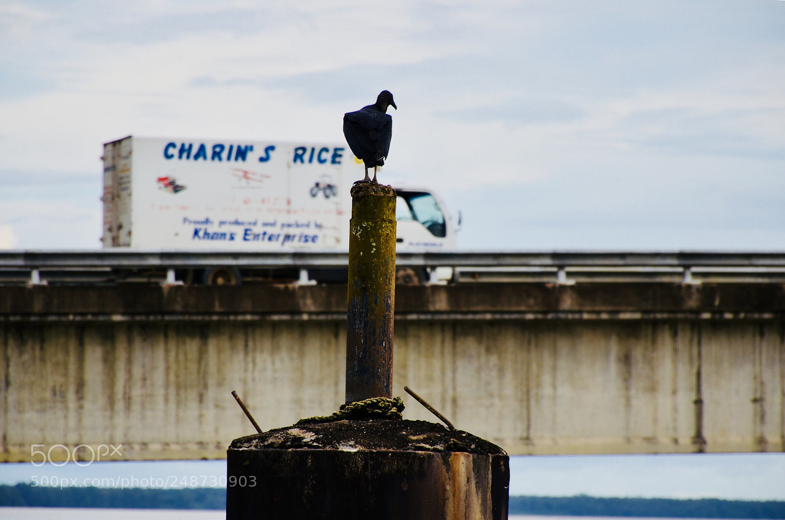 Nikon D7000 sample photo. A vulture patiently awaiting photography