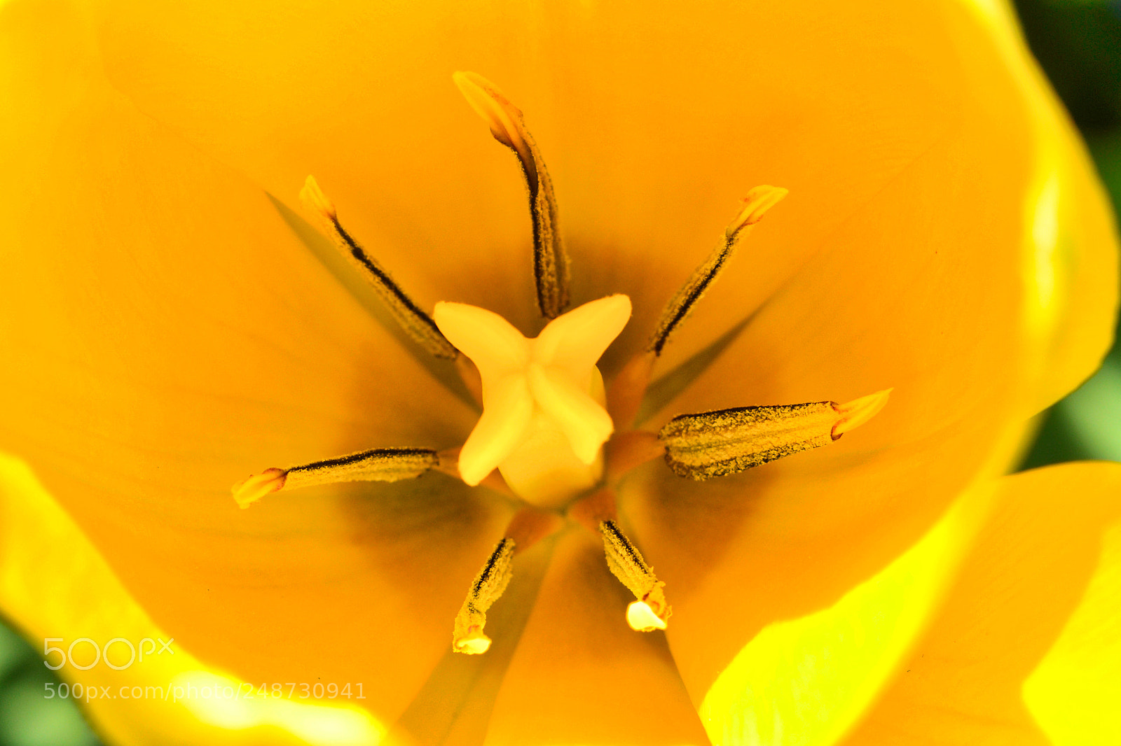 Nikon D3100 sample photo. “yellow star tulip” photography