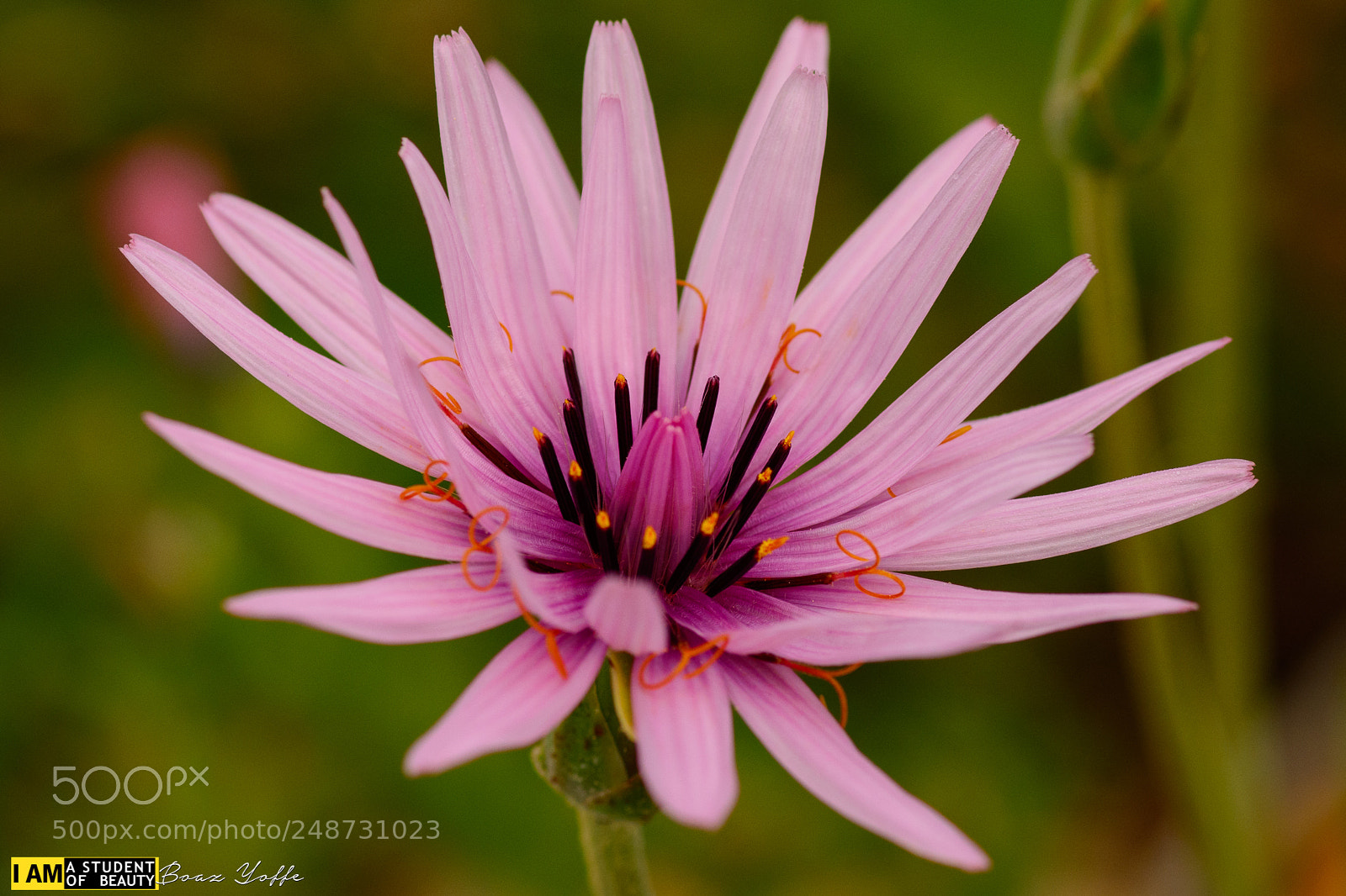 Nikon D7100 sample photo. Dude, name this flower.. photography