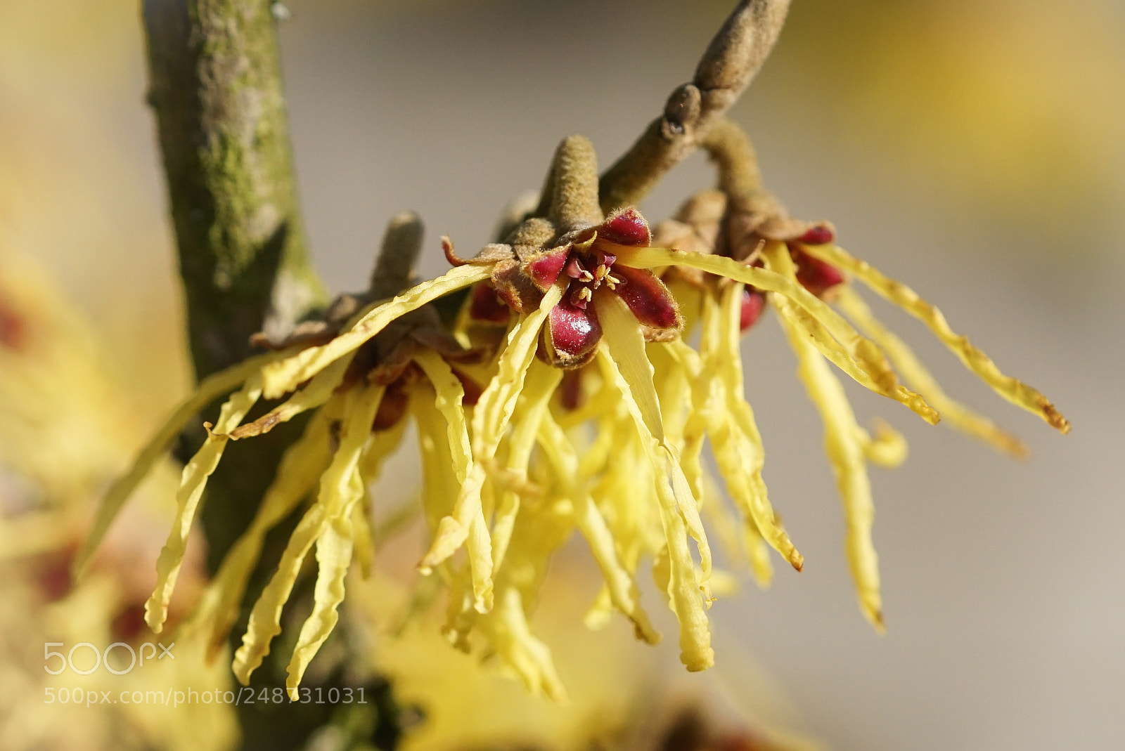 Sony ILCA-77M2 sample photo. Witch hazel hybride, hamamelis photography