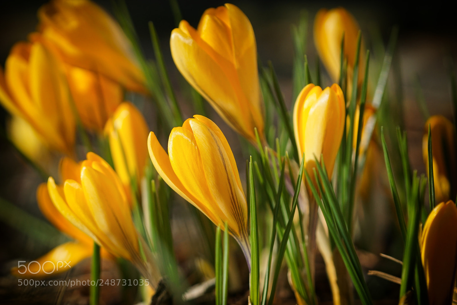 Sony ILCA-77M2 sample photo. Crocus, colours of spring photography